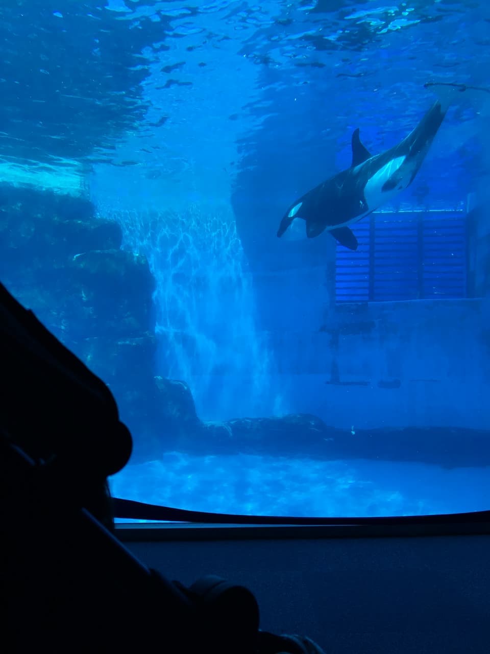 シャチの水槽